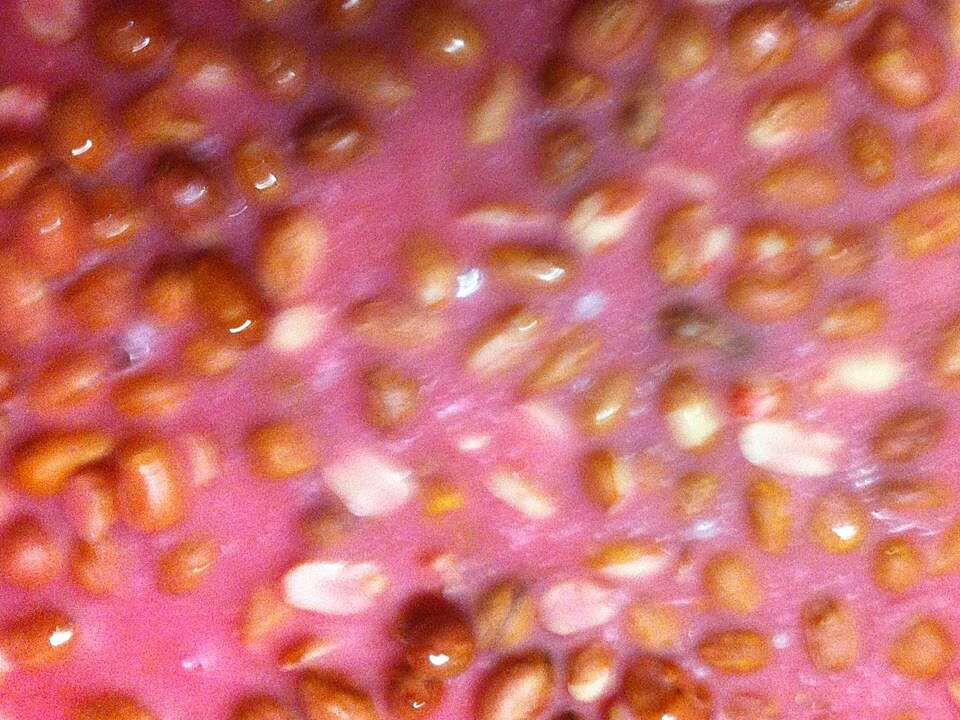 Microwave Peanut Patties